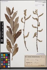 Foto von Salix cinerea L.